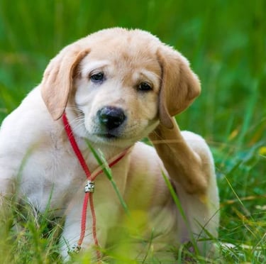 allergic dog