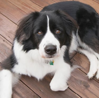 mixed breed dog