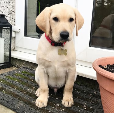 Labrador Retriever Puppies for Sale