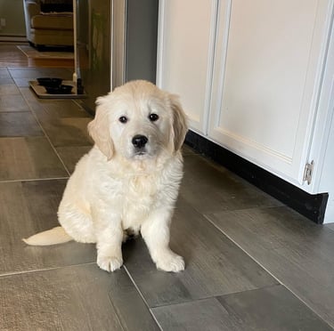 Golden Retriever Puppies for Sale