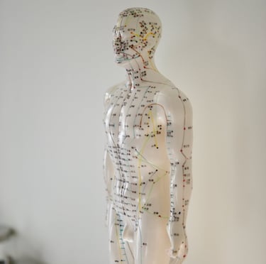 Traditional Chinese Medicine acupuncture model showing meridian lines and acupuncture points