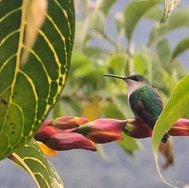 A small green hummingbird perched on red and yellow tropical flowers among lush green leaves.