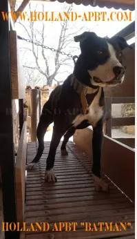 HOLLAND APBT KENNEL BATMAN. APBT CARVER BLOODLINE
