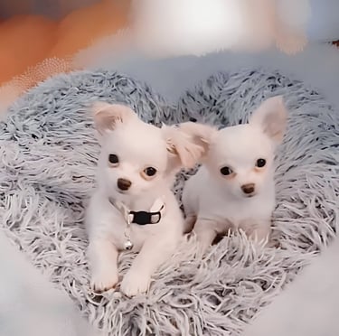 white long haired chihuahua puppies for sale in new york city