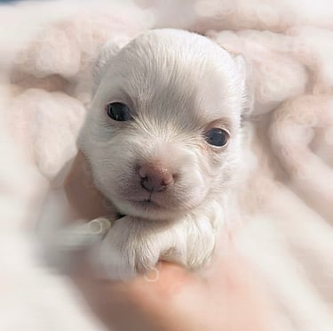 white long haired chihuahua puppy for sale in new york city