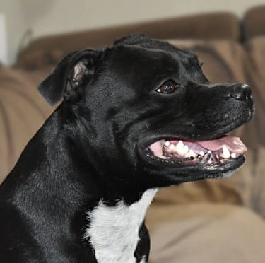 Testa di una femmina di Staffordshire Bull Terrier di profilo faccia sorridente