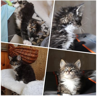 a collage of four kittens sitting on a chair maine coon kitten