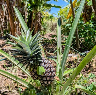 Almost ripe pineapple at the AAK farm