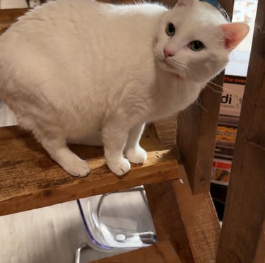 a white cat sitting on a wooden staircase