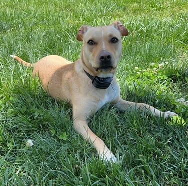a dog laying on the grass