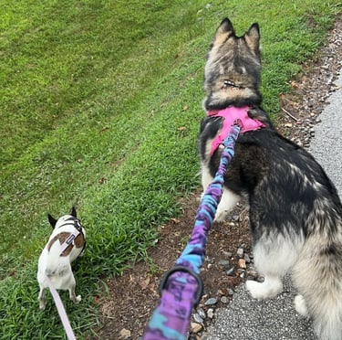 a husky and chihuahua being walked on leashes