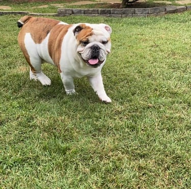a dog is standing on the grass