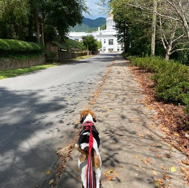 a dog walking to the sylva library