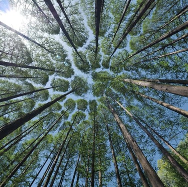 bosque árboles