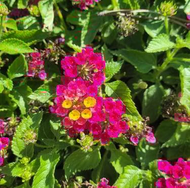 clusters of small pink-yellow Lantana flowers