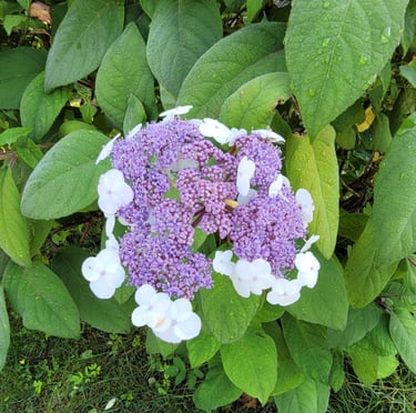 a purple and white flower on a green bush
