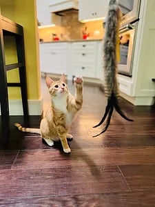 Ensure pet care drop in cat visits, pet sitter bonded and insured