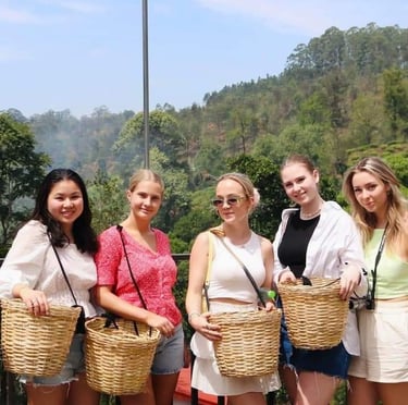 Tourists get the opportunity to pluck green tea leaves.
