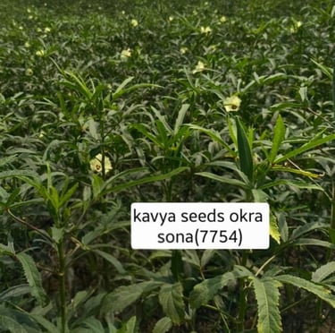 A lush field of Kavya Seeds Okra Sona 7754 plants with yellow flowers under a sunny sky.