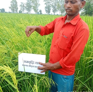 An Indian farmer in a red shirt inspecting ripe paddy rice crops in a lush green field in Uttar Pradesh.