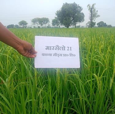 Farmer holding a Marsello 21 rice variety placard in a lush green paddy field.