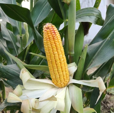 Fresh yellow corn on the cob ripening on a stalk in a green field, partially husked.