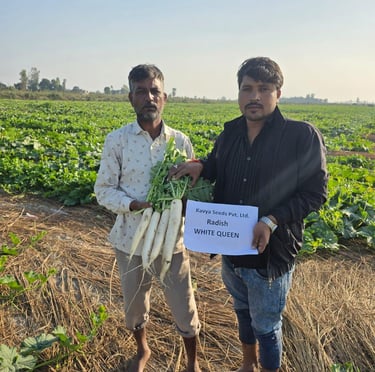 Two farmers holding fresh White Queen radishes harvested from a rural vegetable farm field.