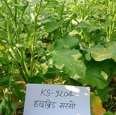 A lush field of KS-9204 hybrid mustard green plants with broad leaves and yellow flowers.