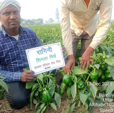 Farmers displaying fresh green capsicum crop in a bell pepper field in Bareilly, Uttar Pradesh.
