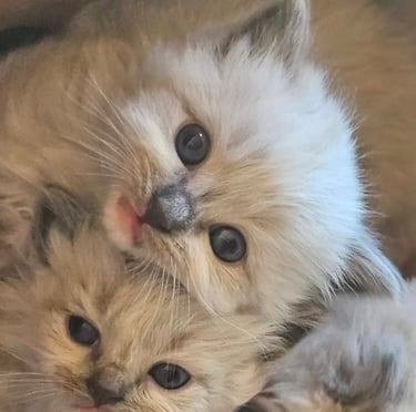 blue bicolor mitted ragdoll cat blue eyed ragdoll cat