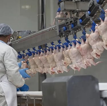 Halal frozen chicken for sale