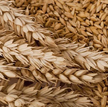 a bunch of wheat ears are shown in this image hamer candy