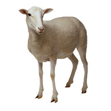 MadKiwi brought his date today a sheep standing in front of a white background