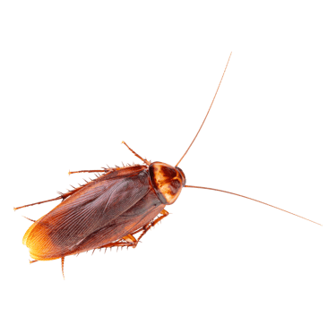 cockroach control