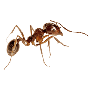 ant control