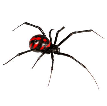 spider control