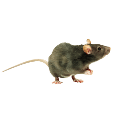 rodent control