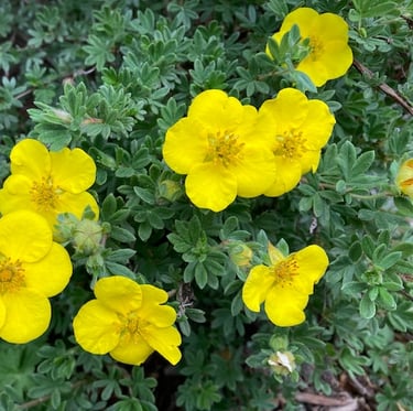 a bunch of yellow dwarf bush flowers in a garden