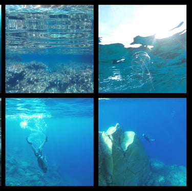 Underwater Photography by Mark D. Exon