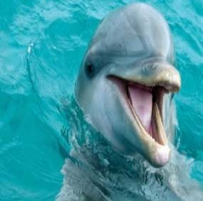Best Dolphin Tours on Anna Maria Island