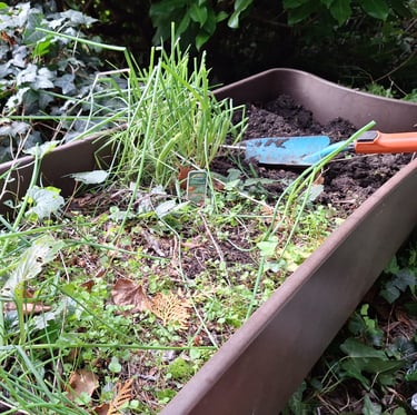 multiple weeds and herbs growing in soil