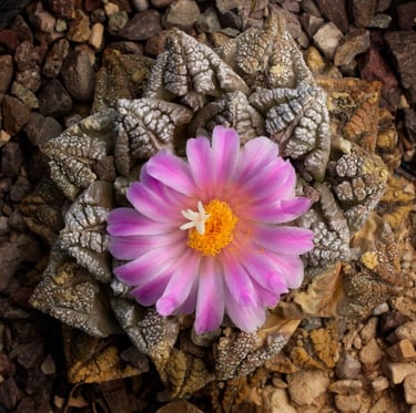 a pink flower on a small, rocky cactus plant