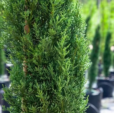 Italian Cypress shrub with a tall apperance