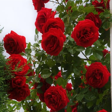 one large Munstead Wood Rose in a container