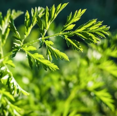 a green carrot plant