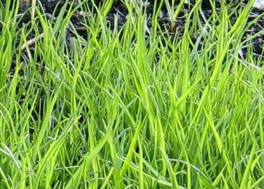 a space full of weeds that look like grass