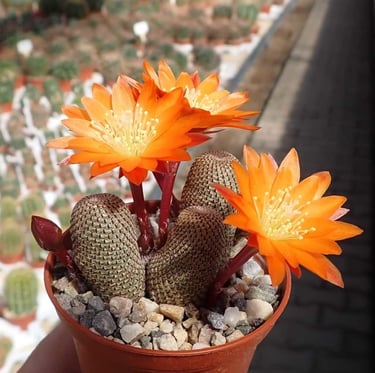 three Rabutia cactus plants with large orange flowers