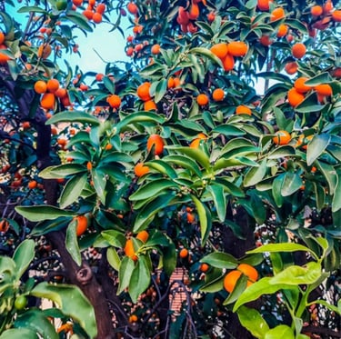 a Kumquat bush with a bunch of Kumquat fruits