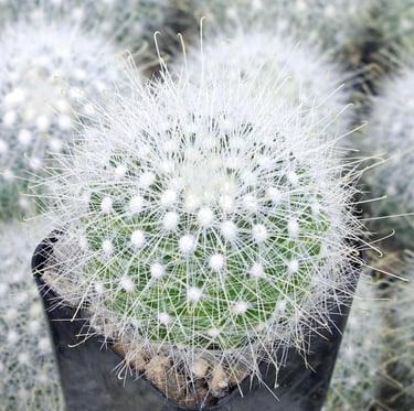 the small Snowball Cactus with white thorns