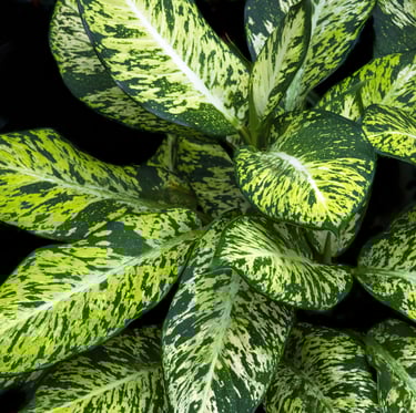 Dieffenbachia plant care guide